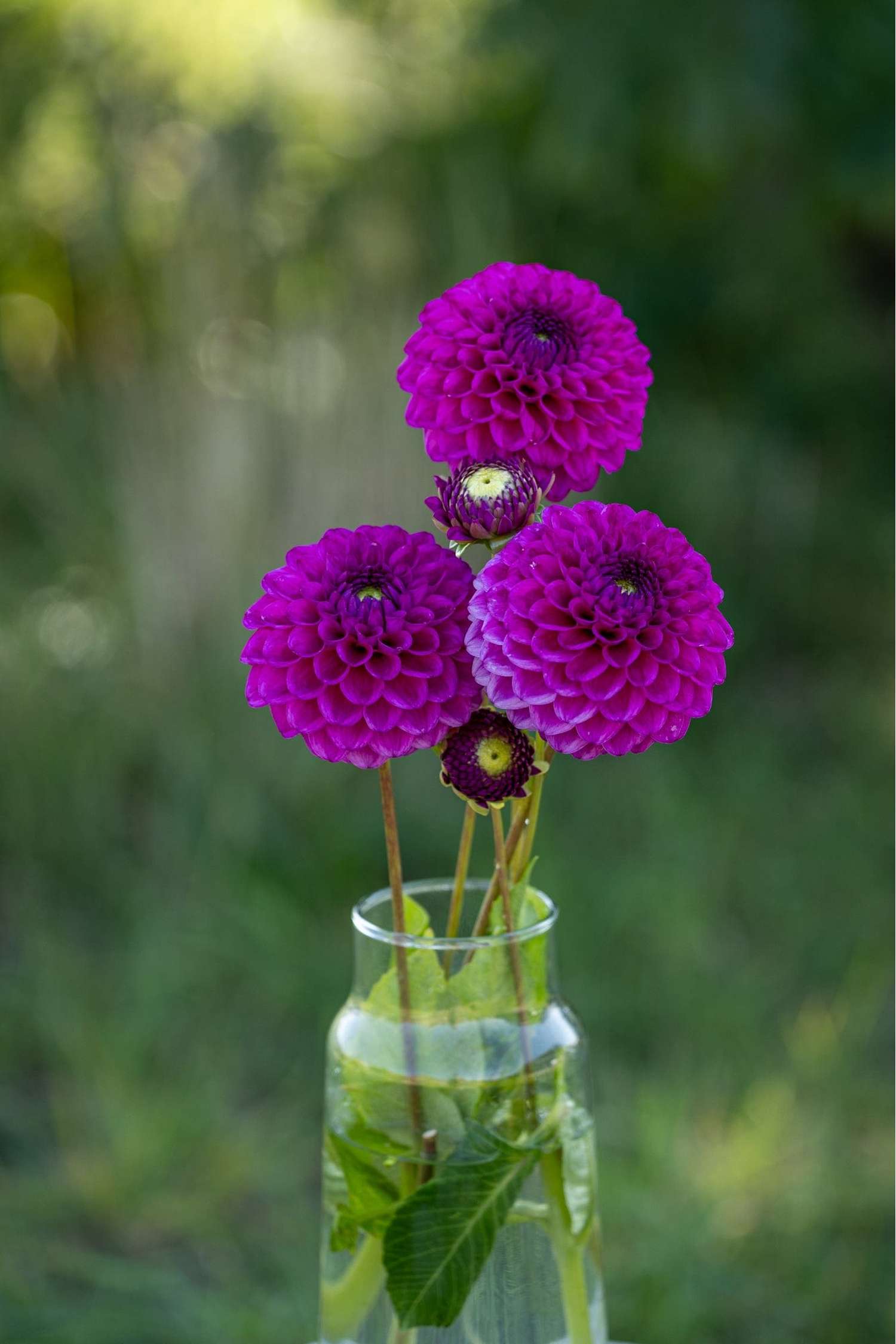 Dahlie 'Cryfield Harmony'